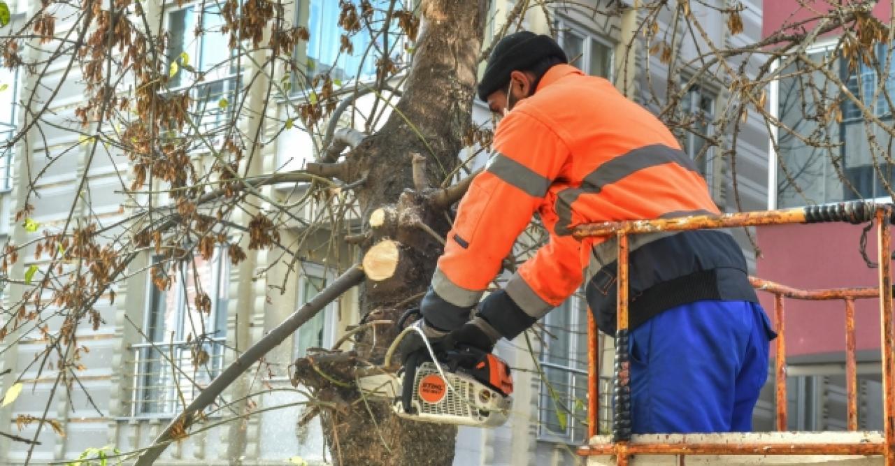 Ağaçlar budanıyor