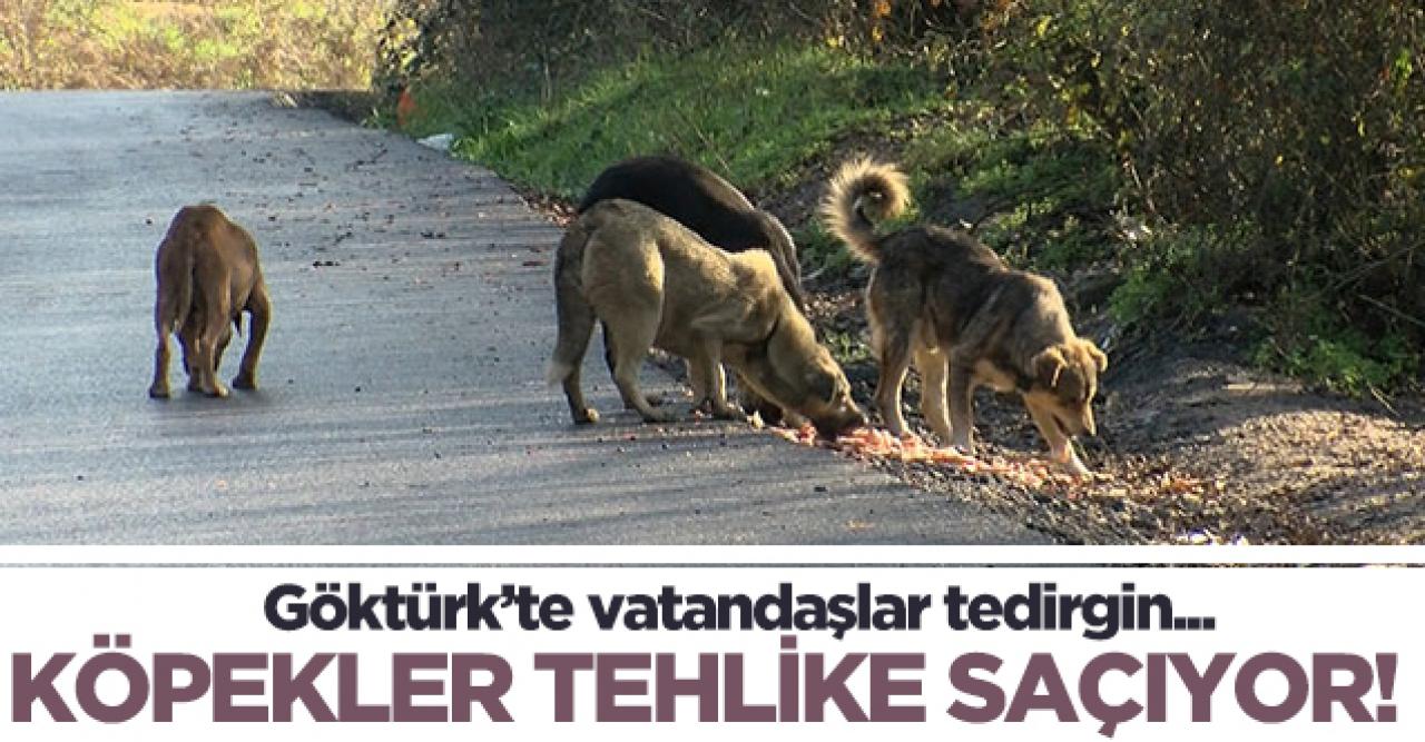 Göktürk'te başıboş köpekler tehlike saçıyor