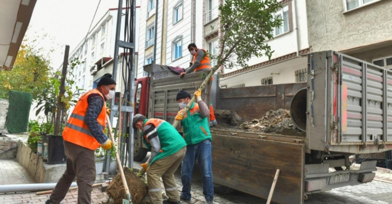 Esenyurt'ta ağaçlandırma sürüyor