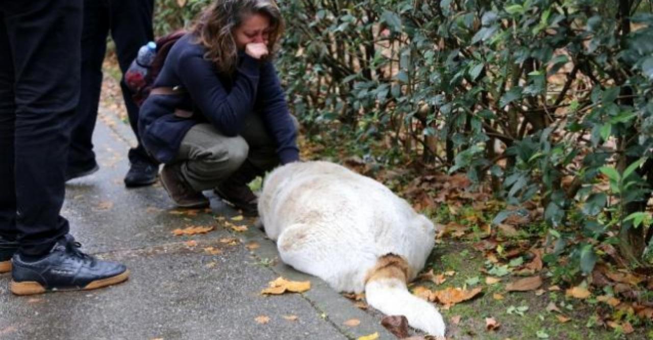 Uyuşturucu iğneyle öldürülen köpeklerin suçlusu belediye personeli çıktı!