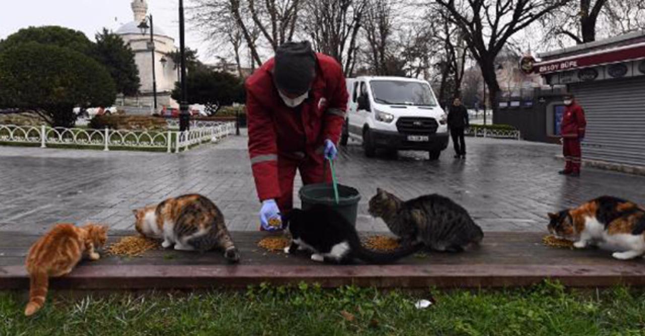 Sokağa çıkma kısıtlamasında sokak hayvanları unutulmadı