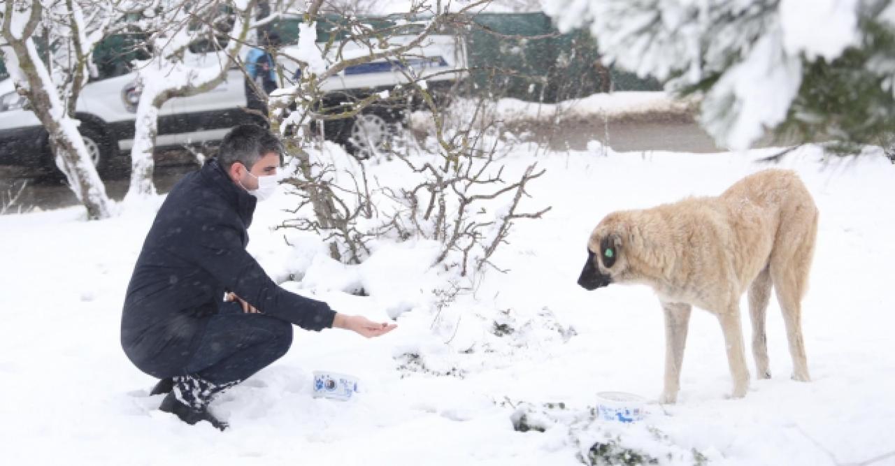 Hayvanlar için seferberlik