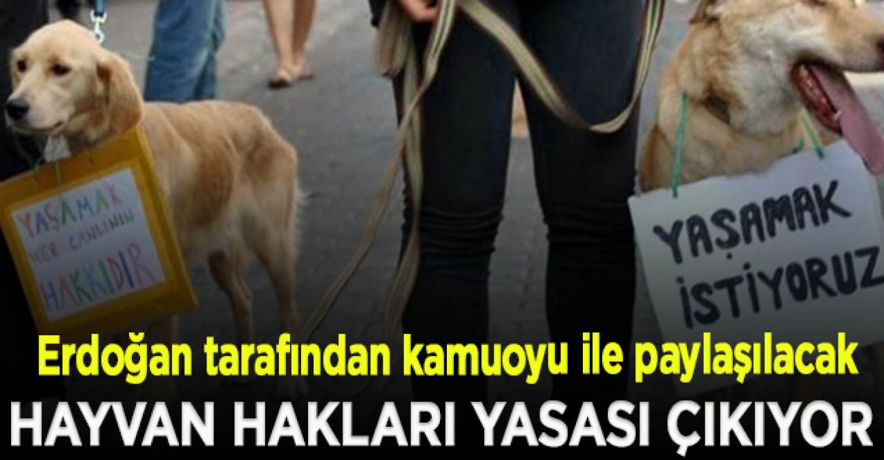 Hayvan hakları yasası çıkıyor!