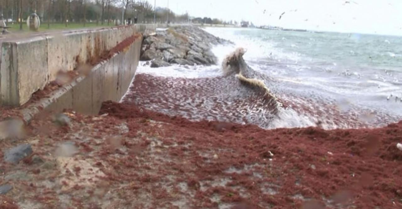 Caddebostan Sahili'ni kırmızı yosunlar sardı