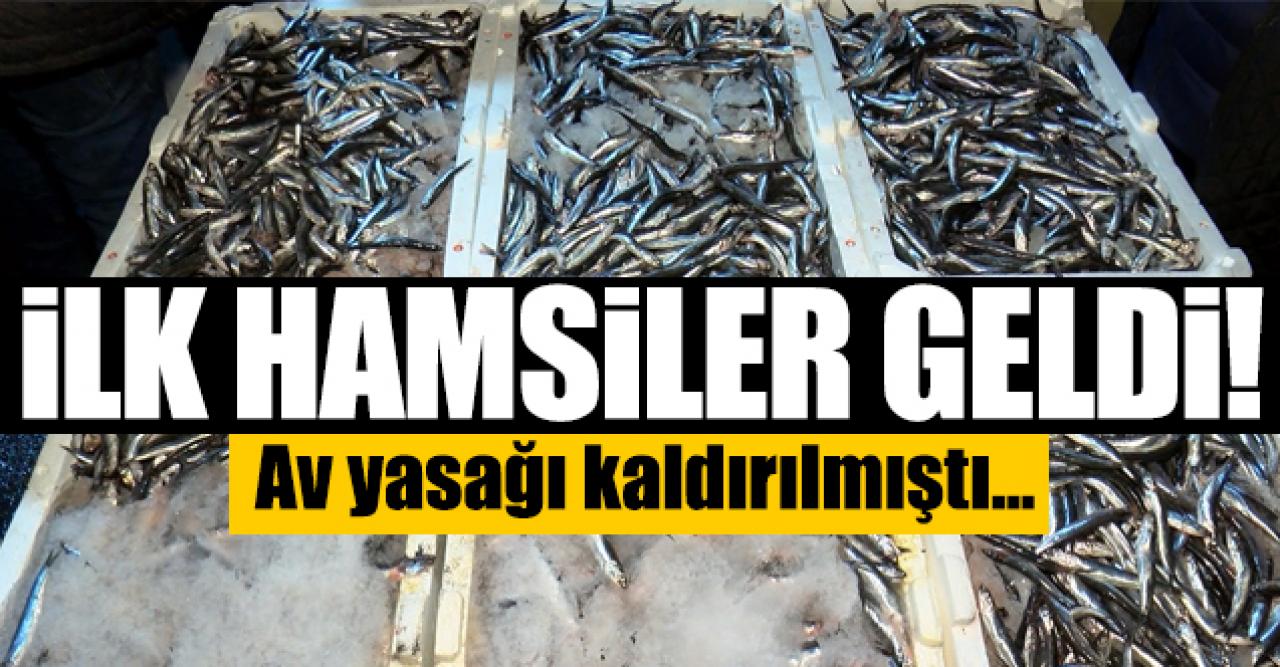 Av yasağının kalkması sonrası ilk hamsiler halde! Hamsi kaç lira?