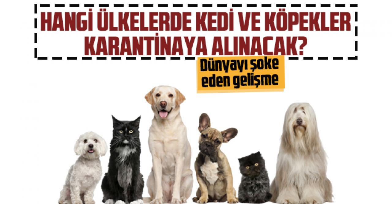 Dünyayı şok eden gelişme: Hangi ülkede kedi ve köpekler karantinaya alınacak?