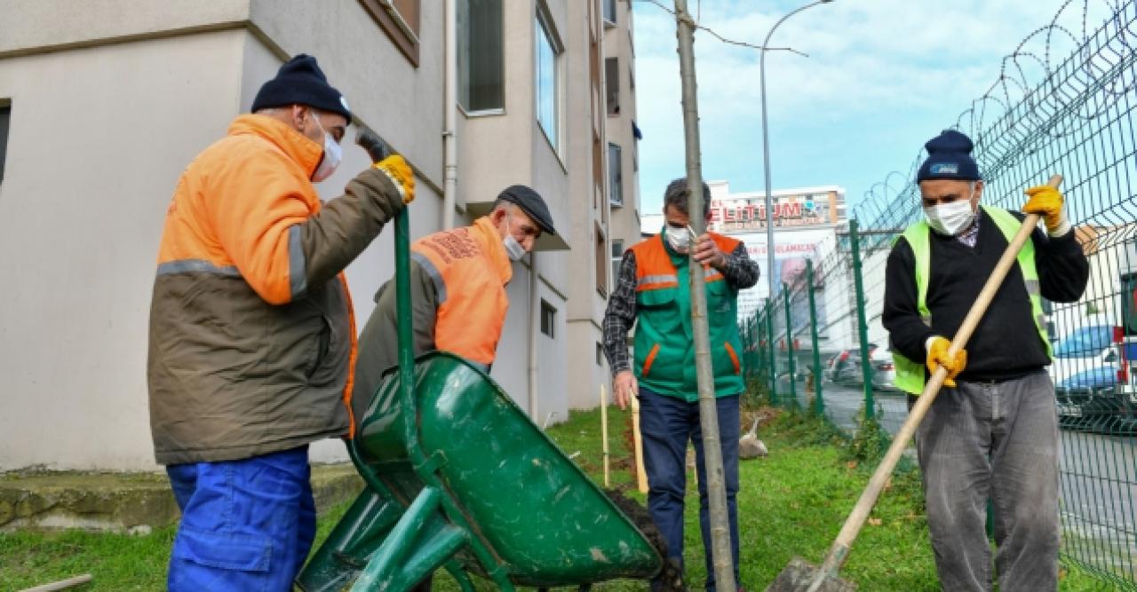 33 ağacı kesmek zorunda kaldık!