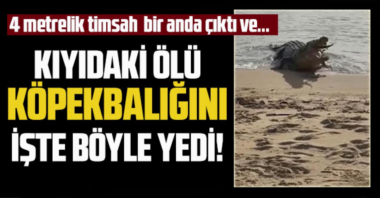 4 metrelik timsah bir anda çıktı ve ölü köpekbalığını böyle yedi