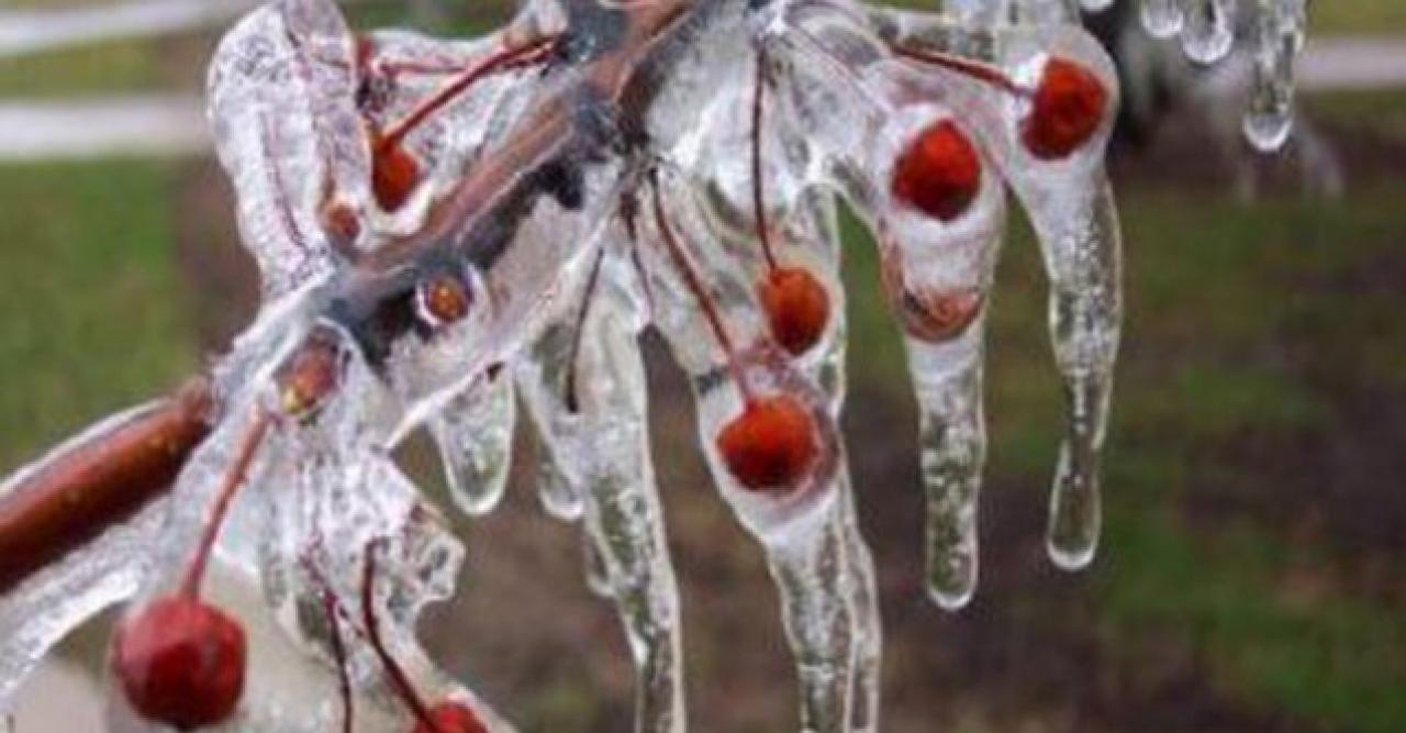 Meteoroloji'den 7 ile zirai don uyarısı