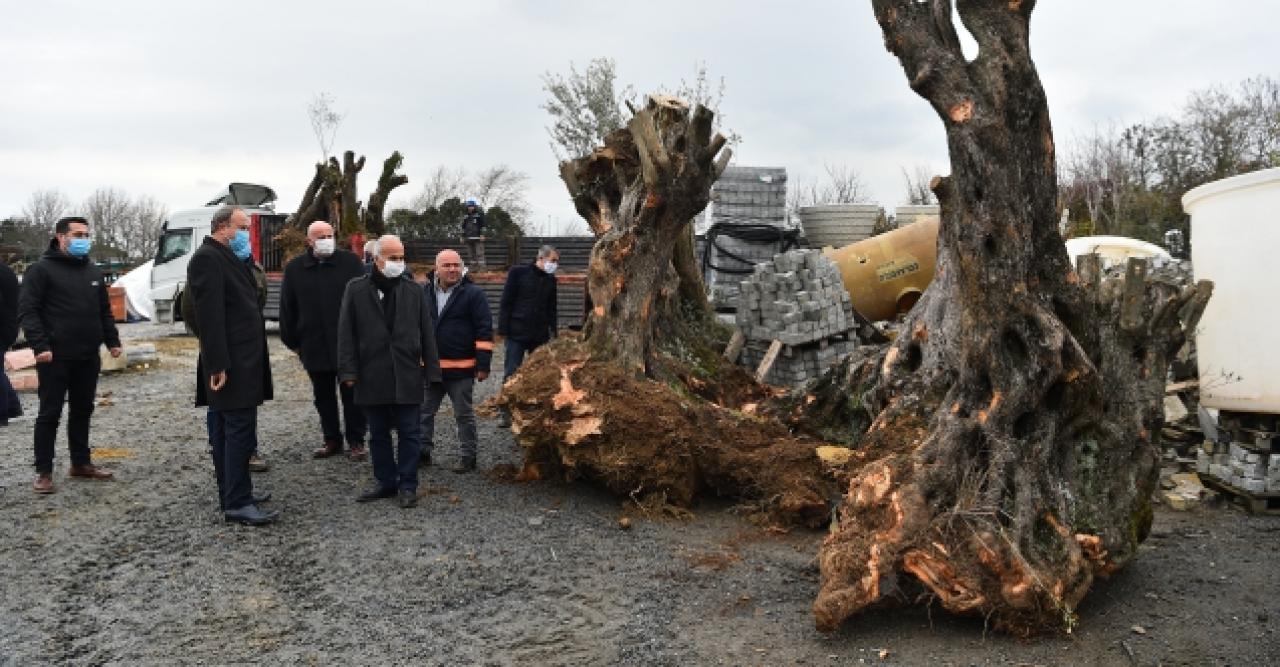 Avcılar'a 200 ağaç daha getirildi