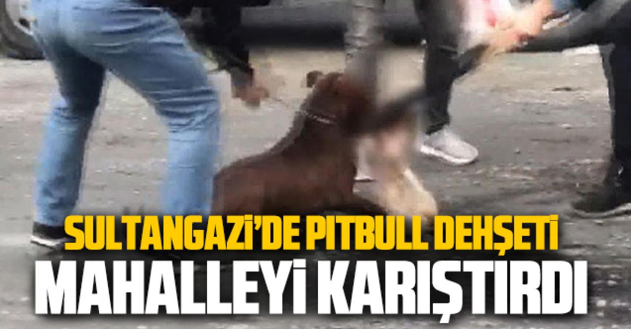 Sultangazi'de pitbull vahşeti mahalleyi birbirine kattı!