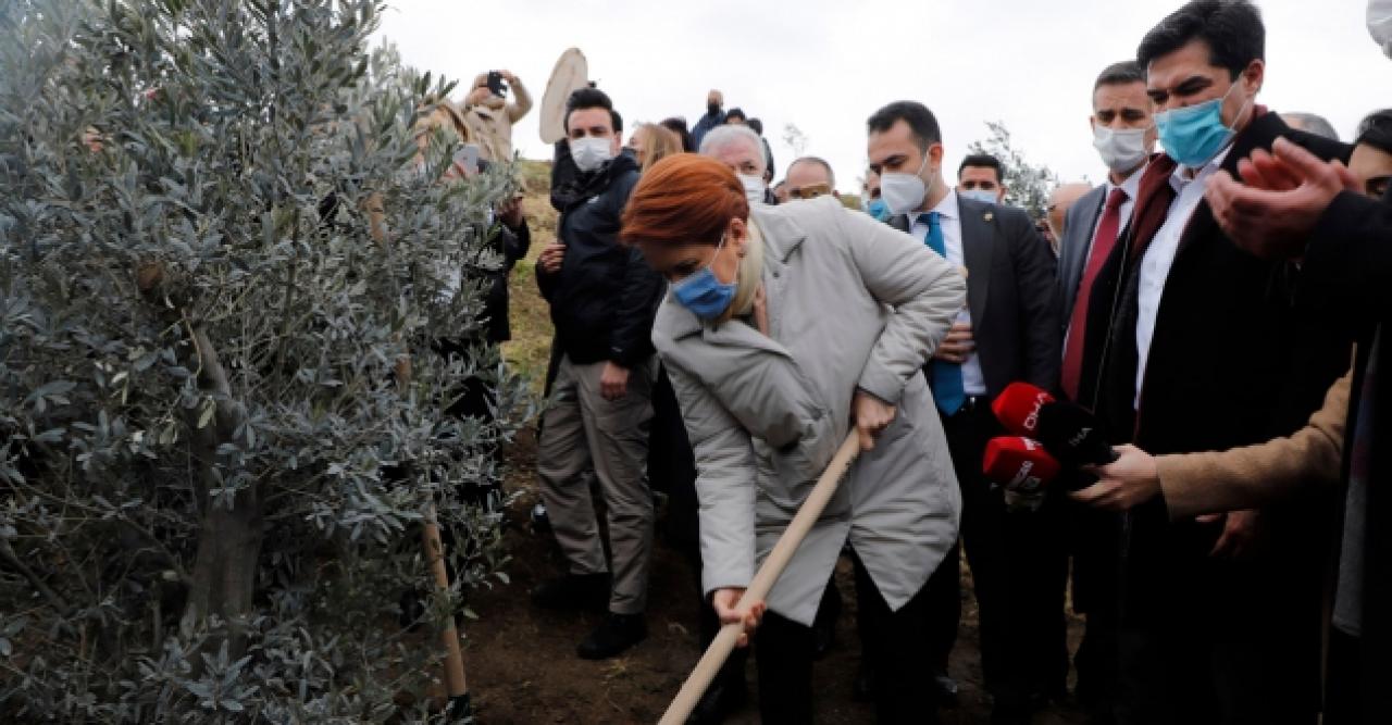 382 sağlıkçı için 382 zeytin ağacı