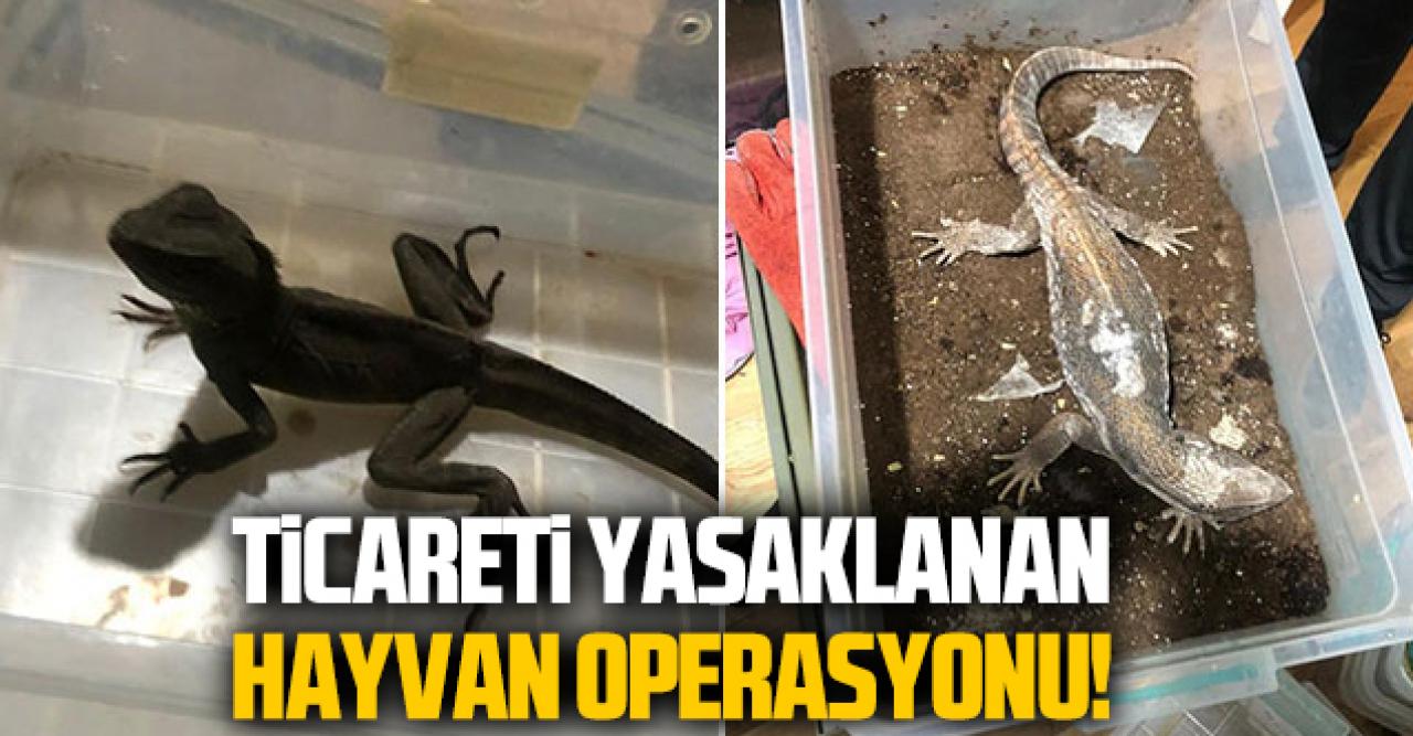 Yasaklanan hayvan ticareti operasyonu! Çok sayıda sürüngen ele geçirildi