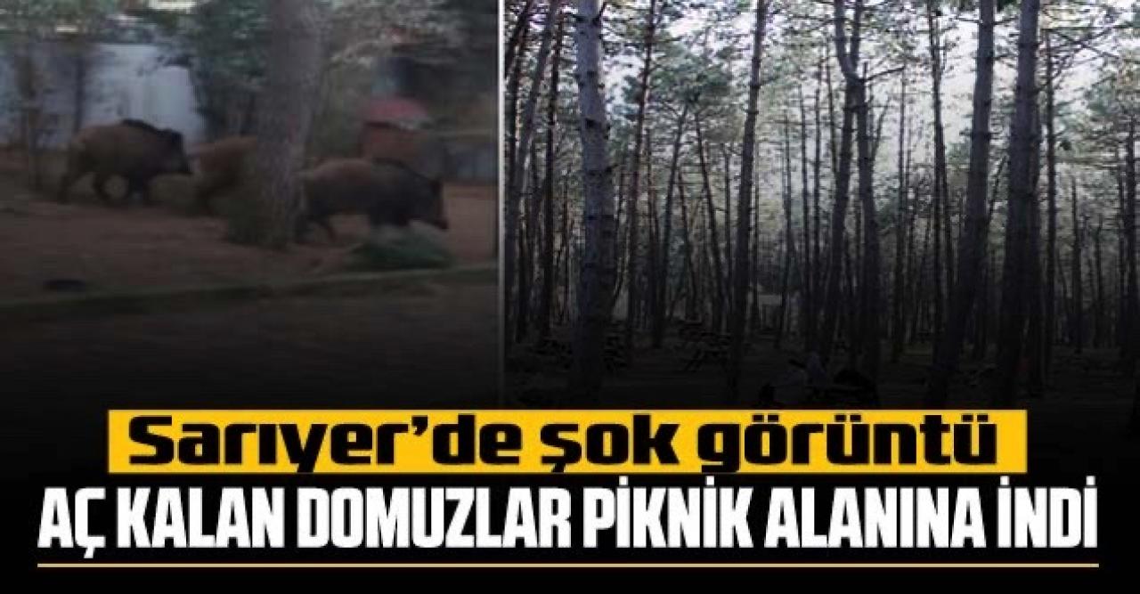 Sarıyer'de şok görüntü: Yaban domuzları piknik alanına indi