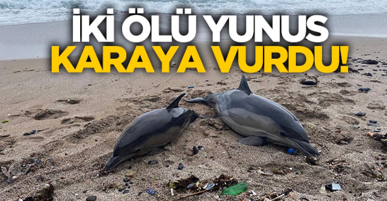 Beykoz'da iki ölü yunus karaya vurdu