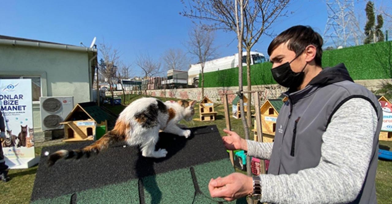 Sultangazi’de “Kedi Köyü” kuruldu