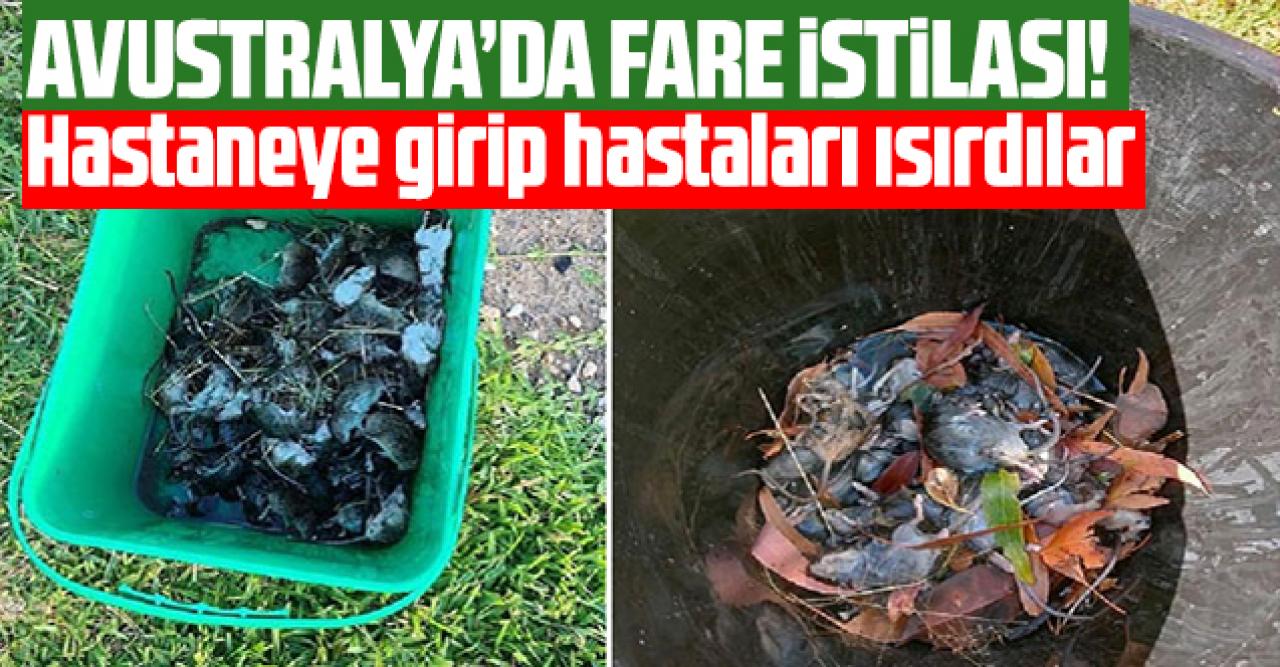 Avustralya'da fare istilası: Hastaneye girip hastaları ısırdılar