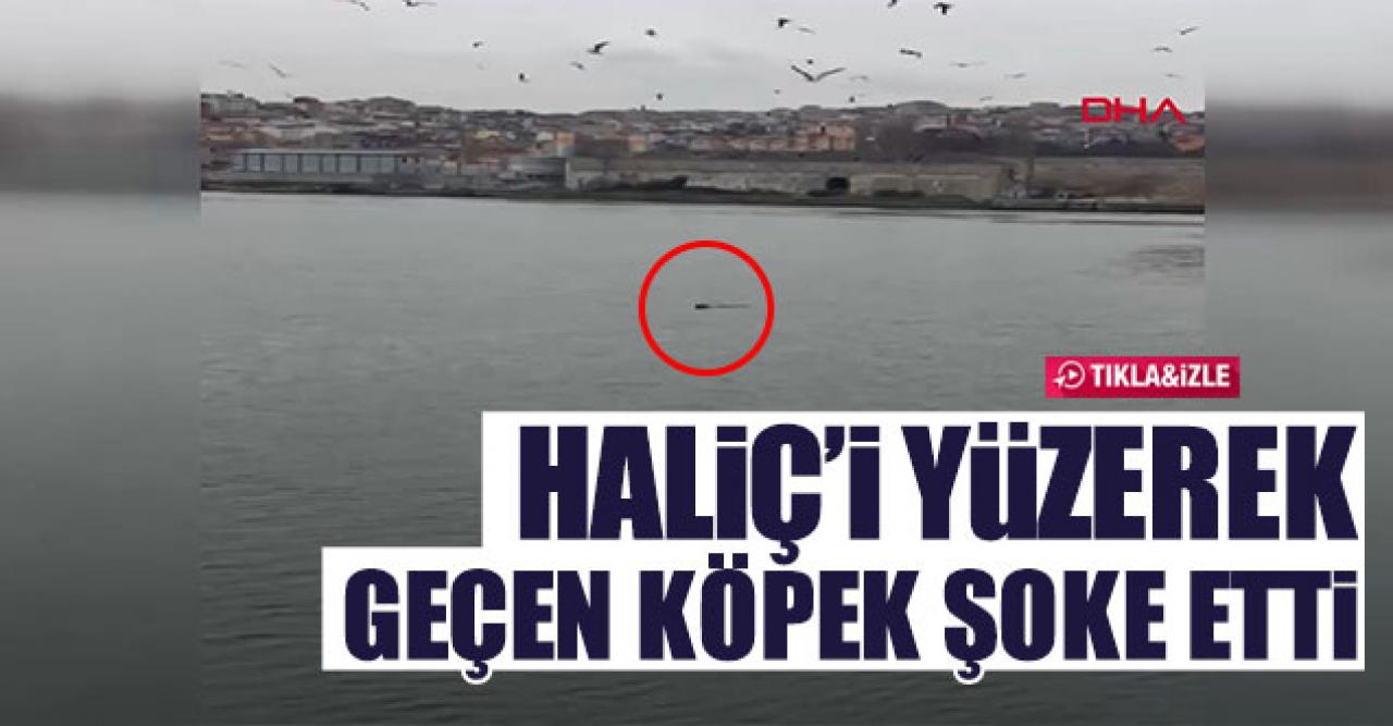 Köpek yüzerek Haliç'i geçti!