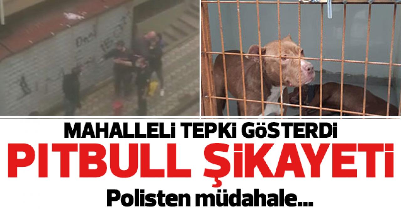 Sultangazi'de pitbull beslenmesine tepki!