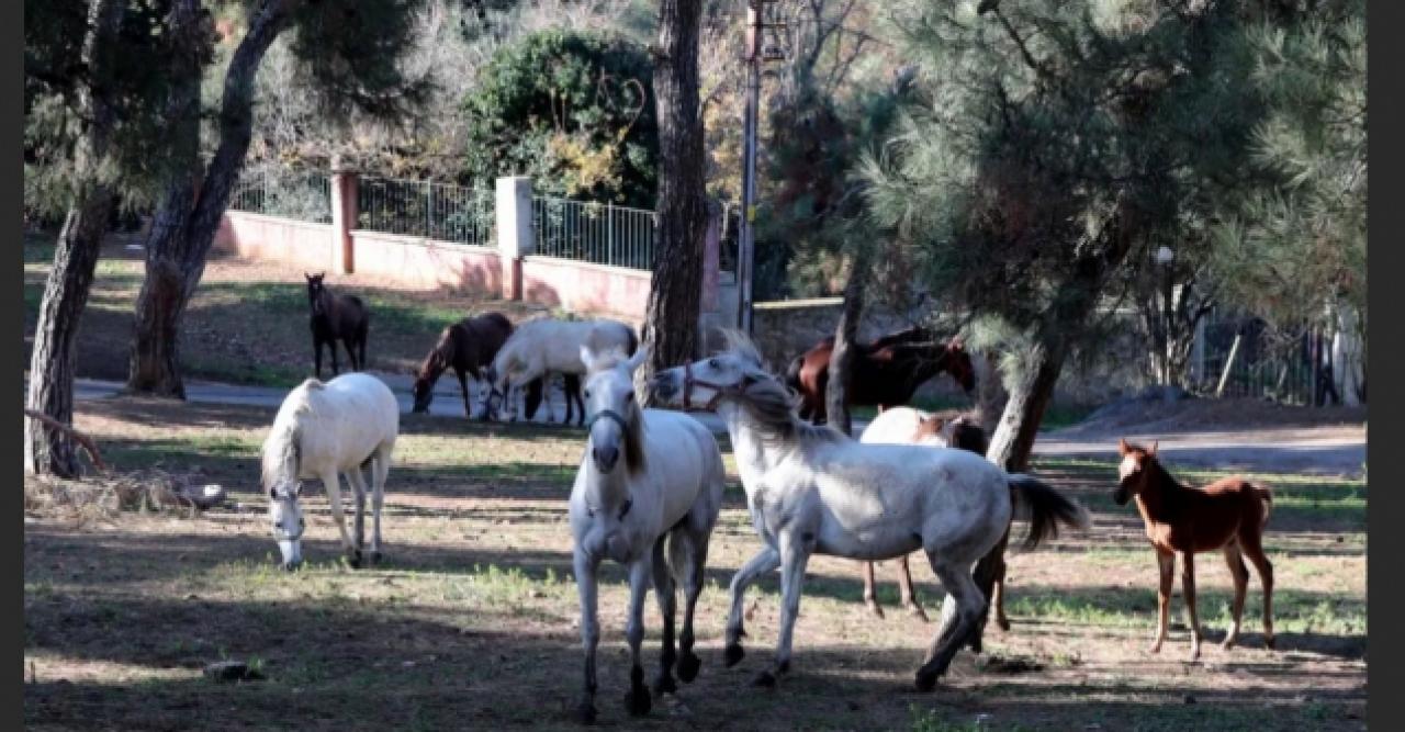 Kaybolan 50 at tartışması büyüyor! İBB'den açıklama: Sorumluluk bizde değil