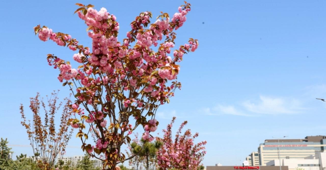 Sakura ağaçları çiçek açtı