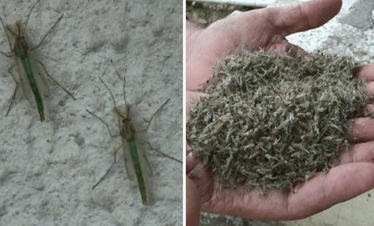 Havalar ısındı, Büyükçekmece'yi 'kronomid' sardı