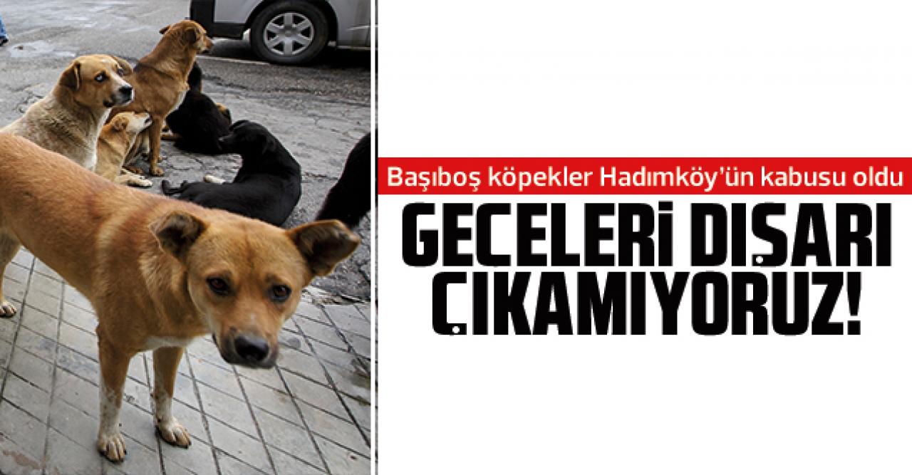 Hadımköylülerin başıboş köpek kabusu: Geceleri dışarı çıkamıyoruz