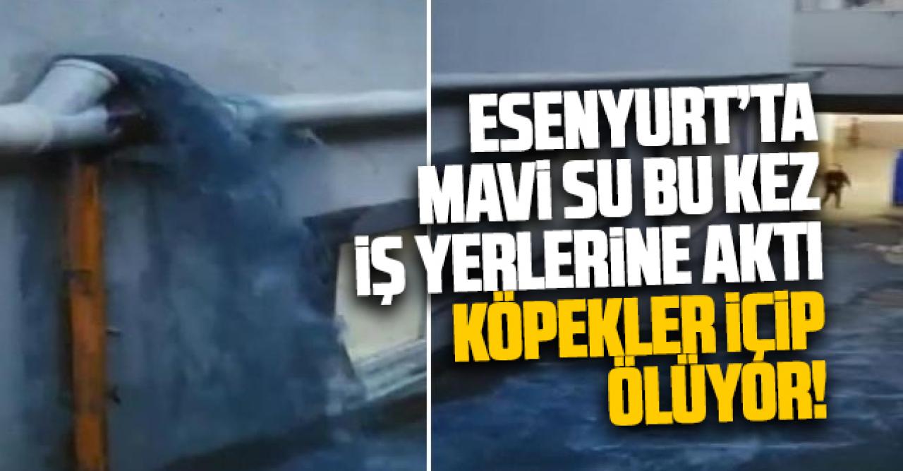 Esenyurt'taki mavi su kabusu bu kez iş yerlerini vurdu! 'Sokak köpekleri içip ölüyor!'