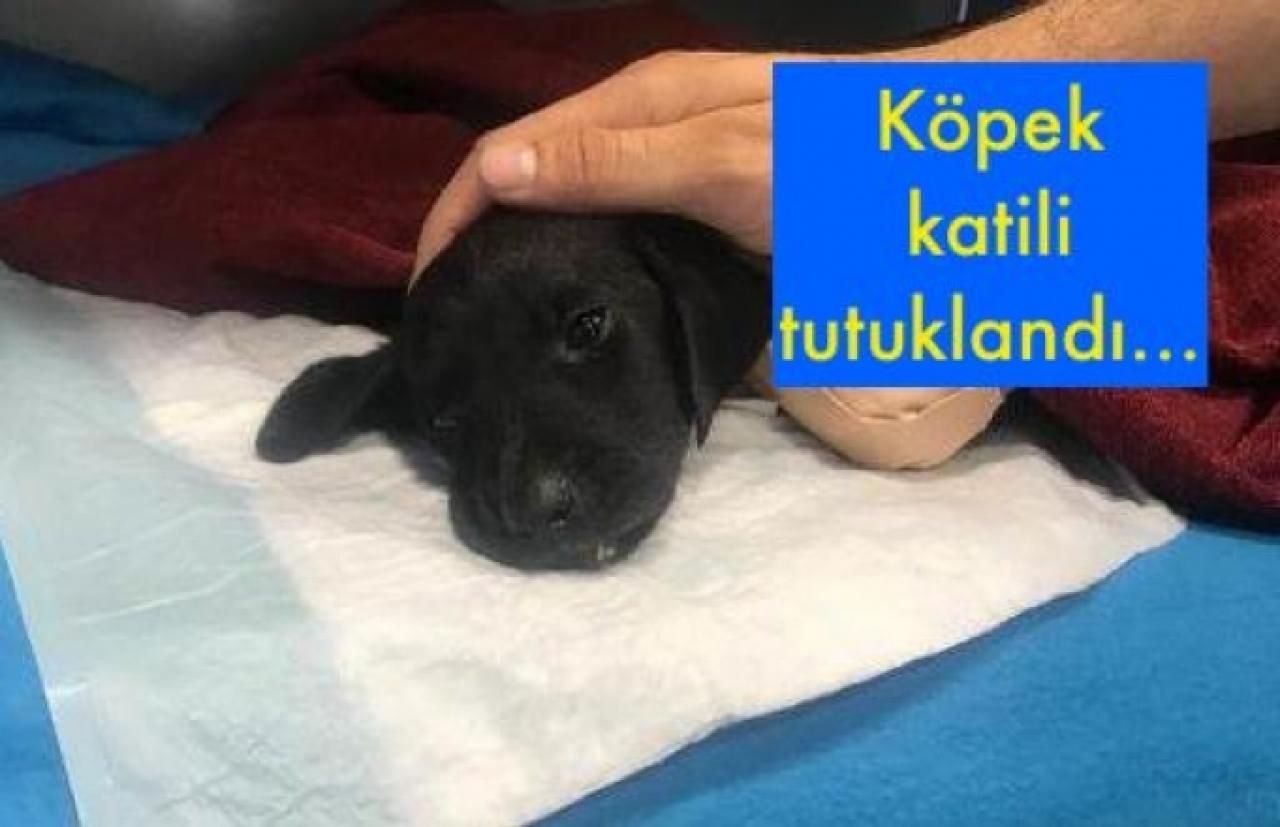 Köpek katili tutuklandı...