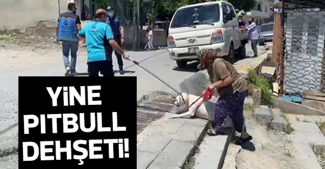 Yine pitbull dehşeti