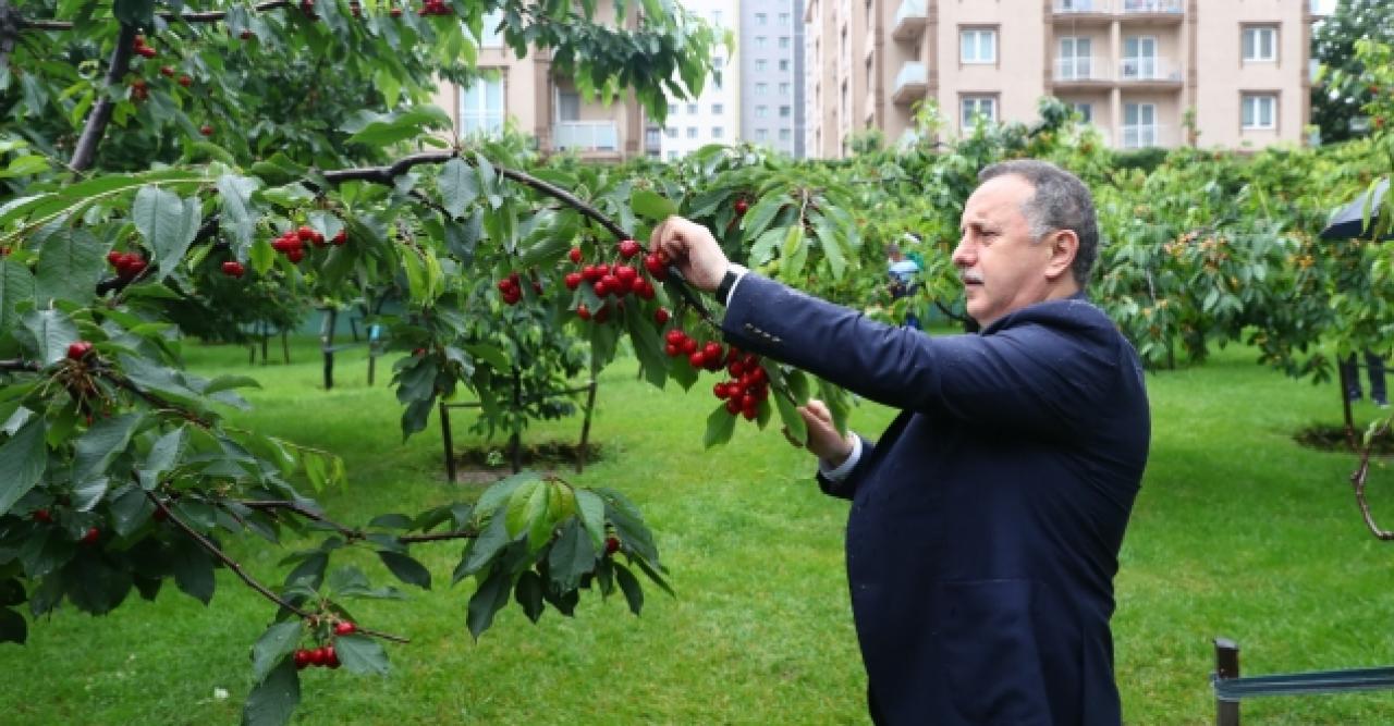 Kirazlar filyasyon ekiplerine toplandı