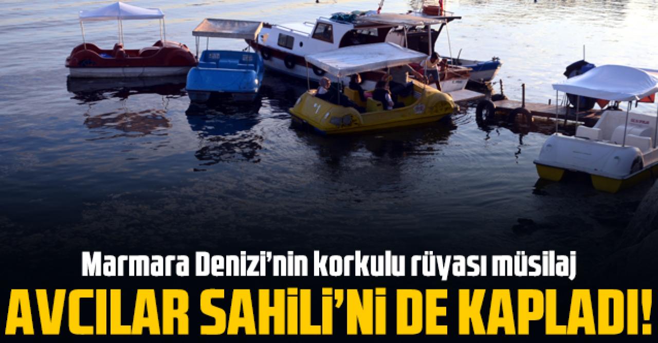 Avcılar Sahili'ni müsilaj kapladı 