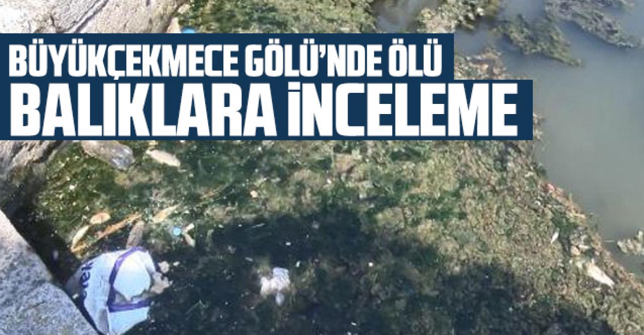 Büyükçekmece'de ölü balıklar için inceleme