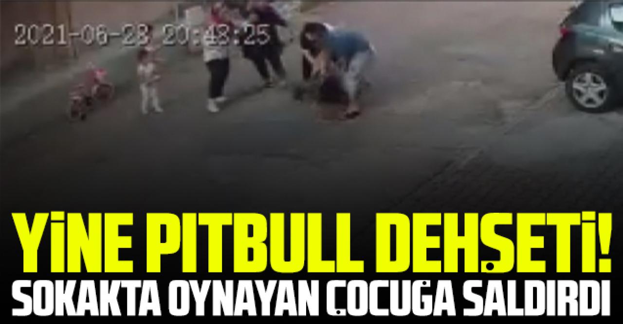 Kartal'da dehşet! Pitbull sokakta oynayan çocuğa saldırdı