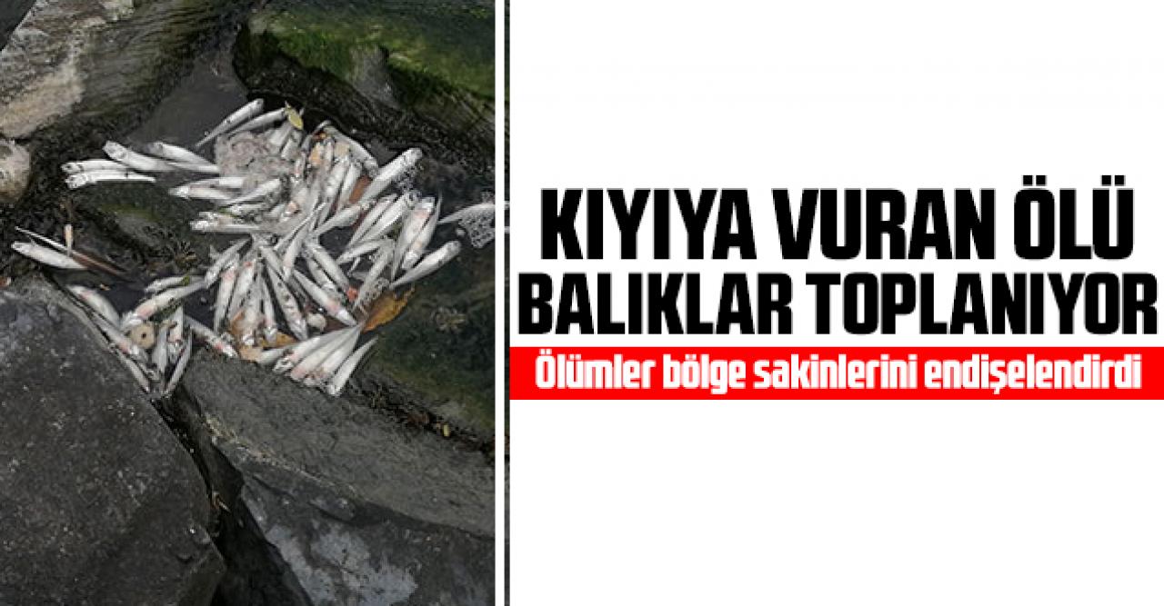 Küçükçekmece Gölü'nde kıyıya vuran ölü balıklar toplanıyor