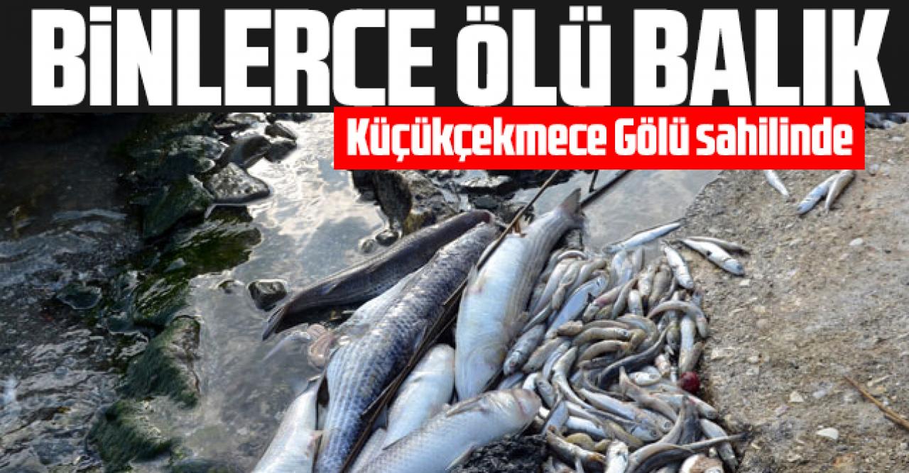 Binlerce ölü balık Küçükçekmece Gölü sahilinde