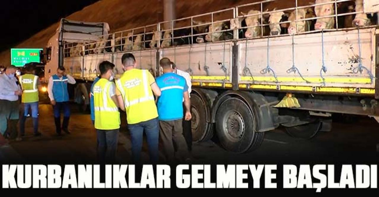 Kurbanlıklar gelmeye başladı