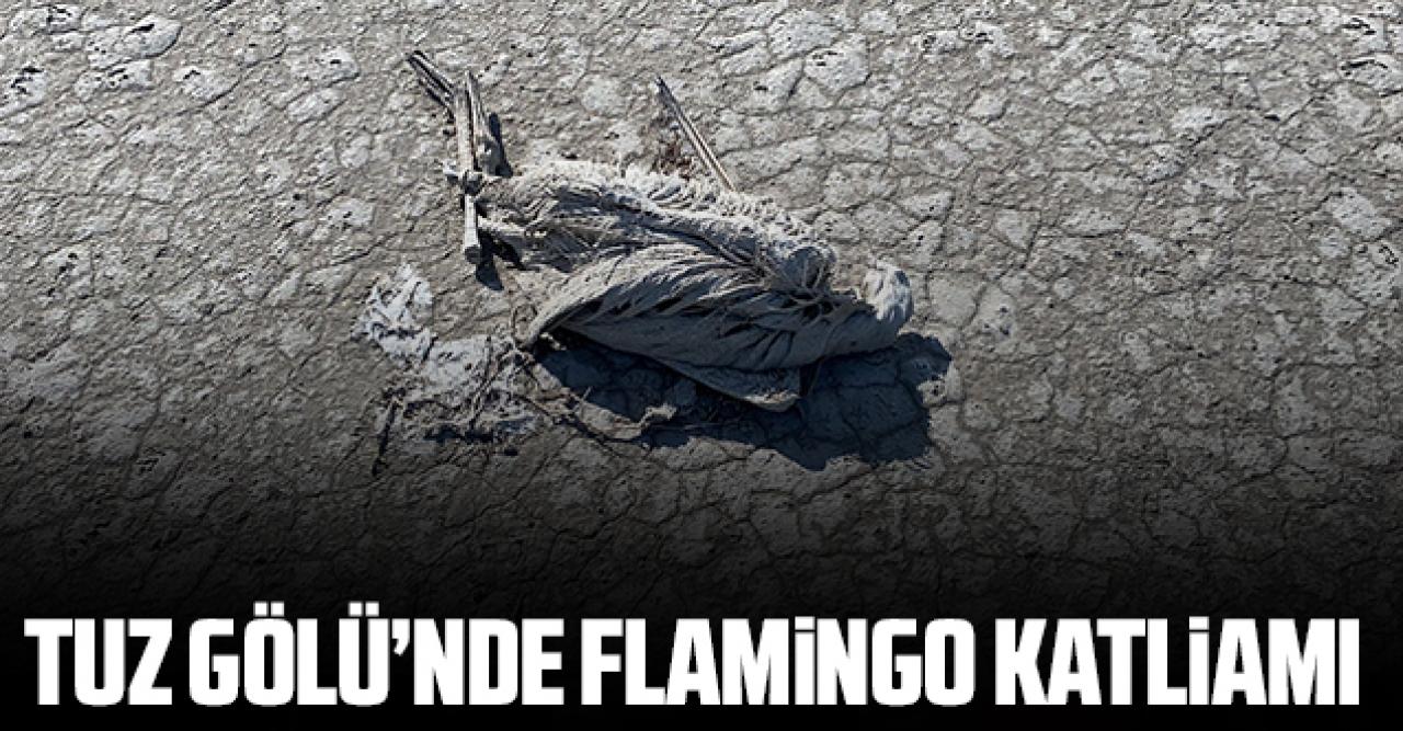 Tuz Gölü'nde flamingo katliamı!