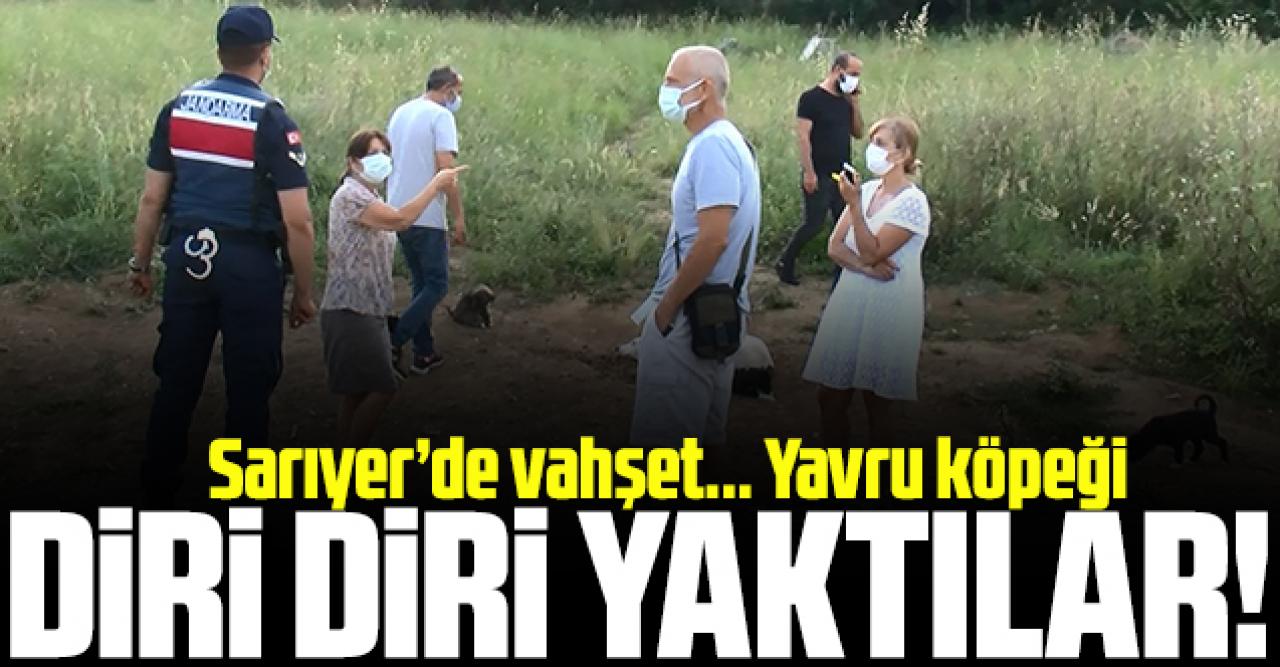 Sarıyer'de vahşet! Yavru köpeği diri diri yaktılar...