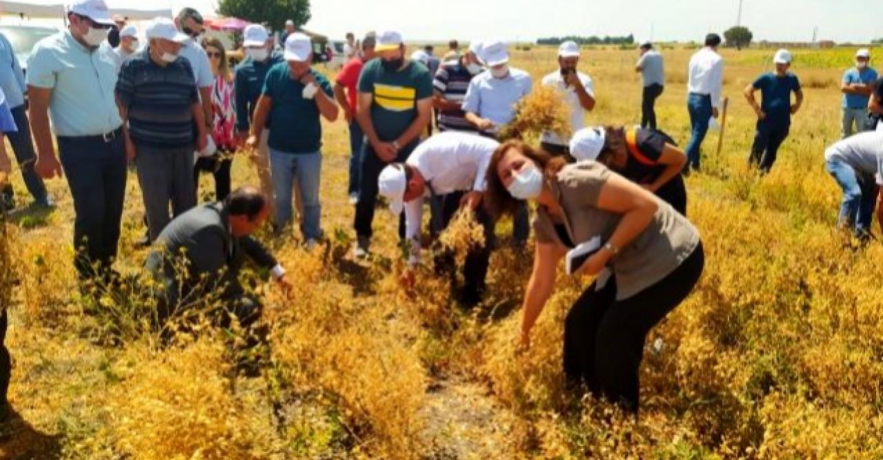 Nohut için tarla günü etkinliği