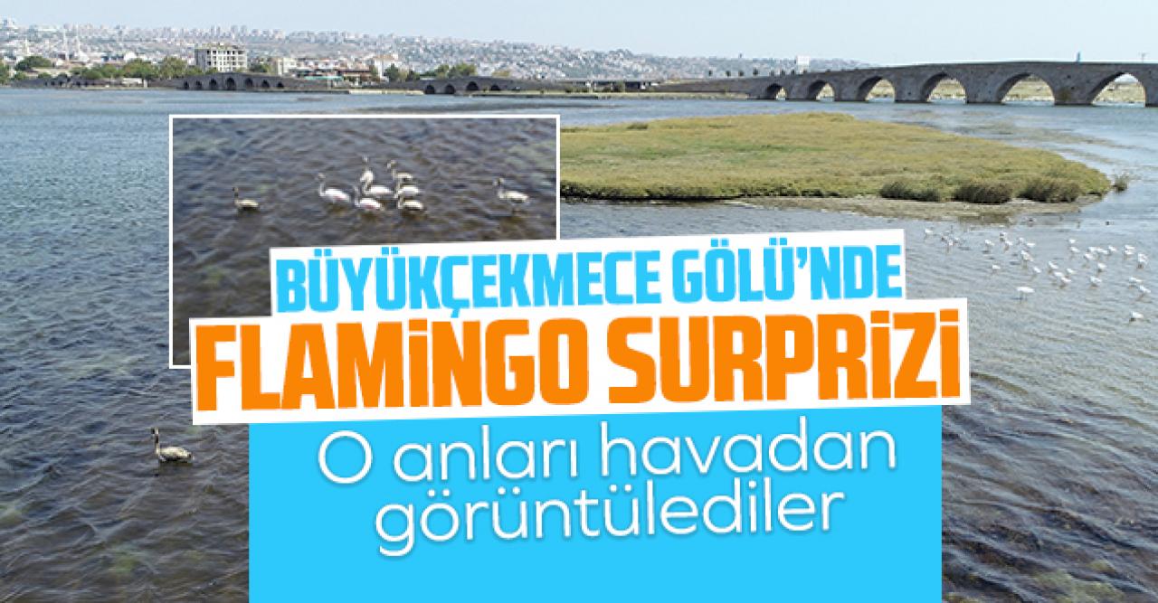 Büyükçekmece  Gölü'nde flamingo sürprizi