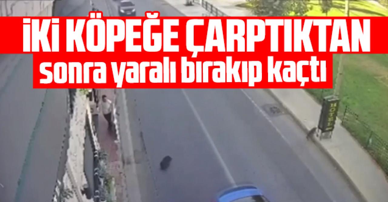 Bakırköy'de 2 köpeğe birden çarpan sürücü kaçtı