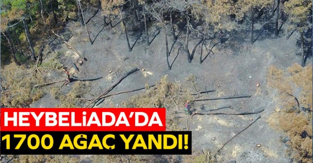 Heybeliada'da 1700 ağaç yandı! Yeşillendirme çalışmaları başladı