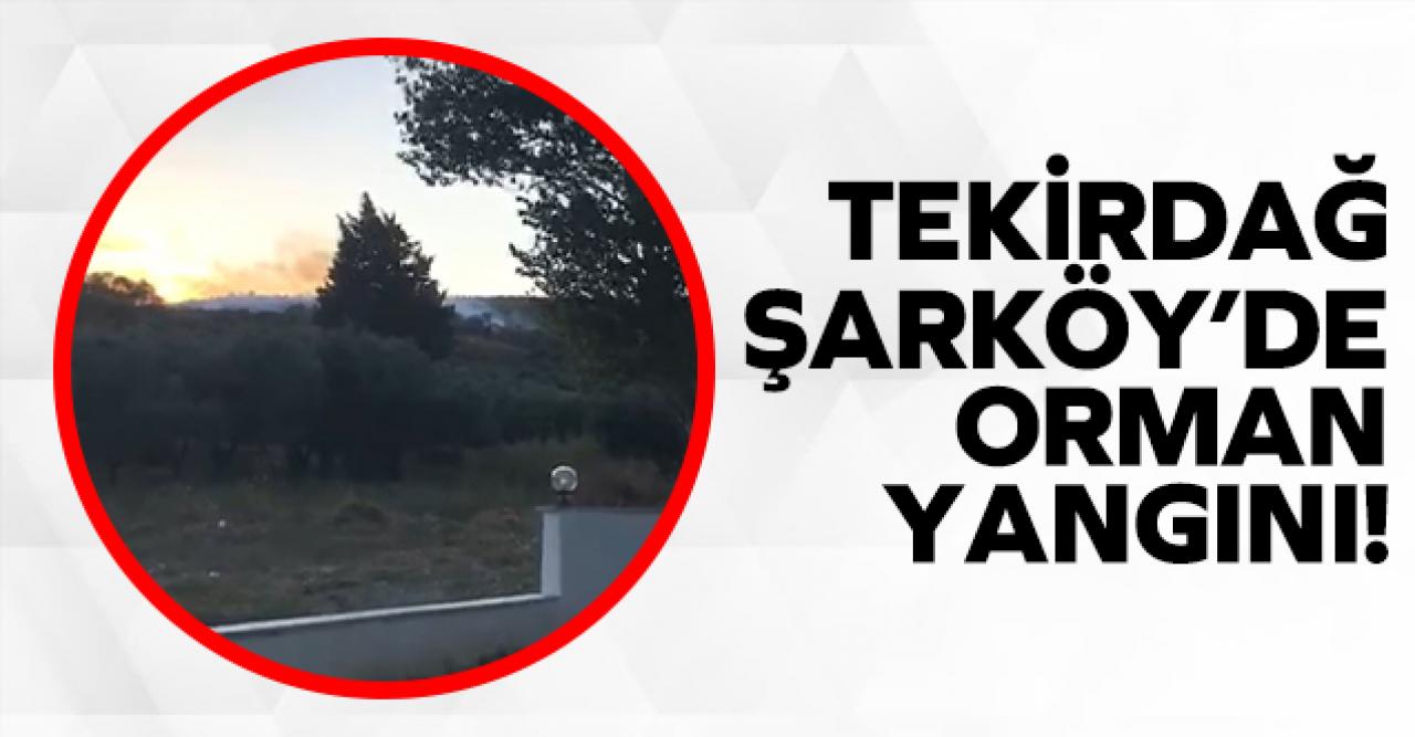 Tekirdağ Şarköy'de orman yangını