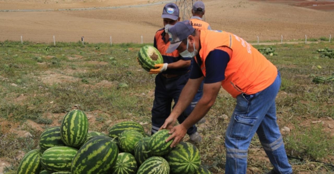 Gölbaşı karpuz dağıttı