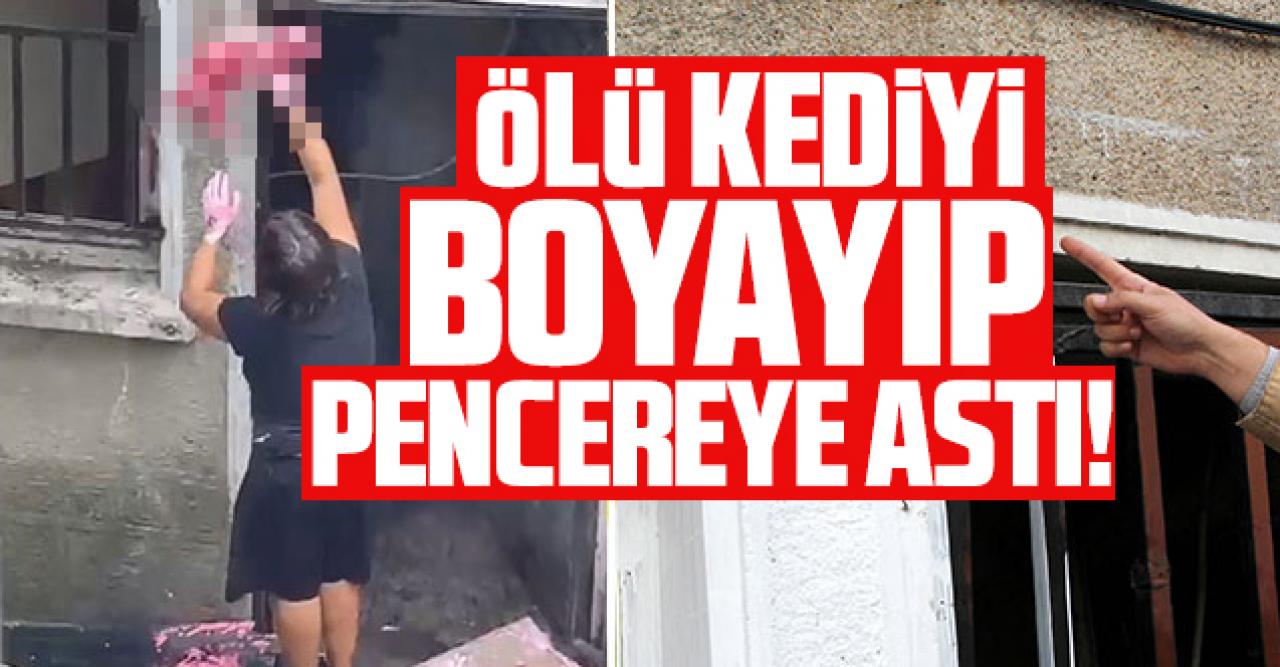 Şişli'de tedirgin eden görüntü; ölü kediyi boyayıp pencereye astı