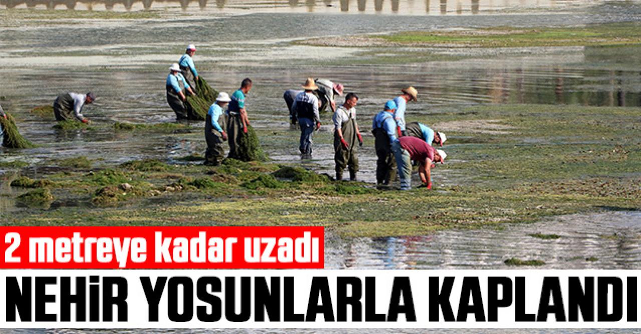 Seyhan Nehri'ni yosunlar kapladı