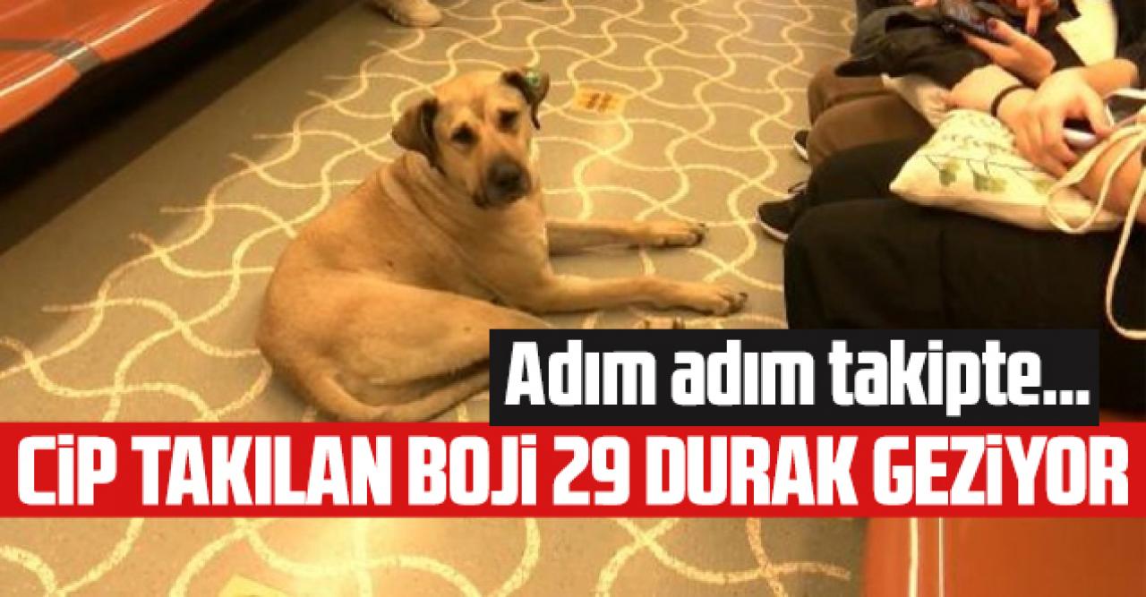 Mikroçip takılan Boji bir günde 29 durak geziyor