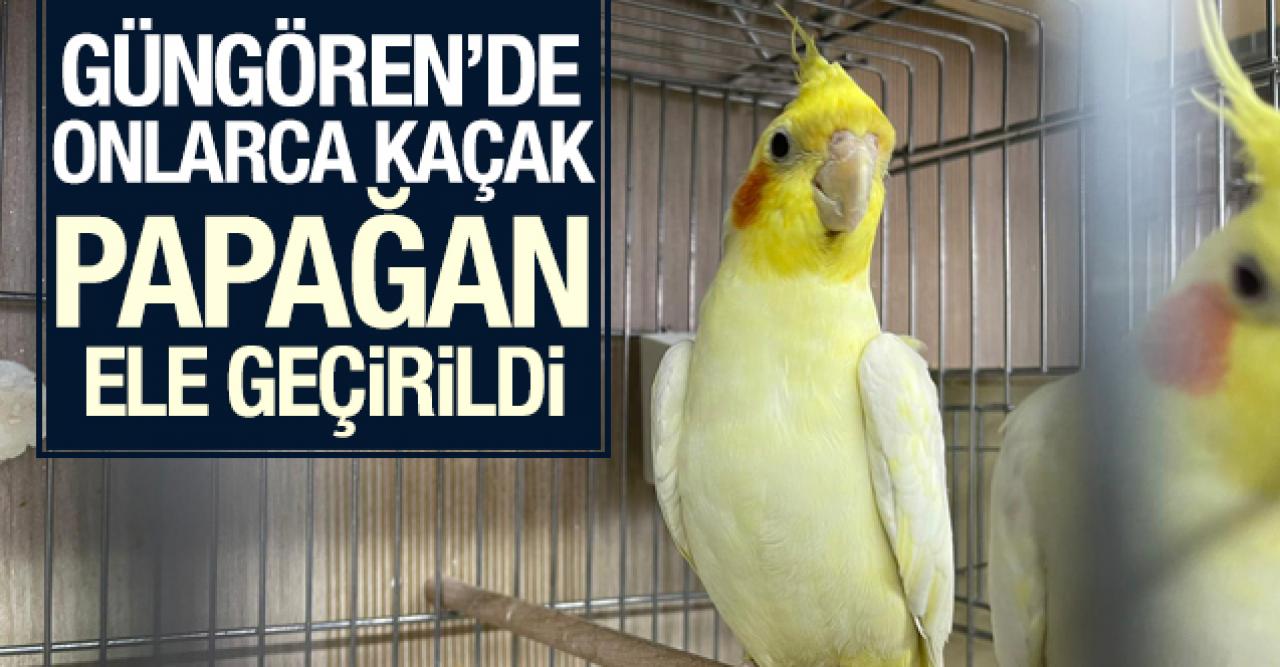 Güngören'de 45 kaçak papağan ele geçirildi