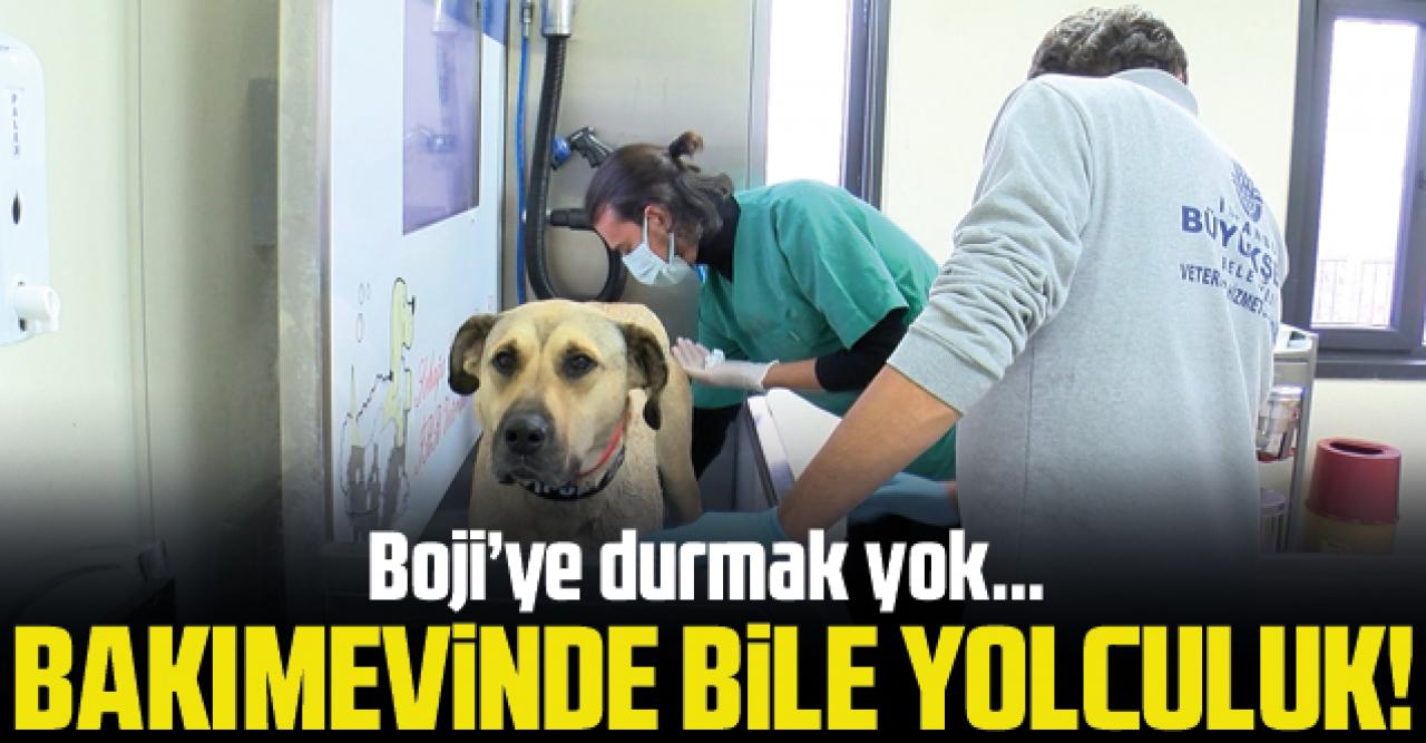 Boji bakımevinde bile yolculuk yapıyor